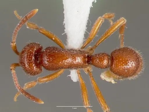 Proceratium avium specimen CASENT0003316 image casent0003316_1