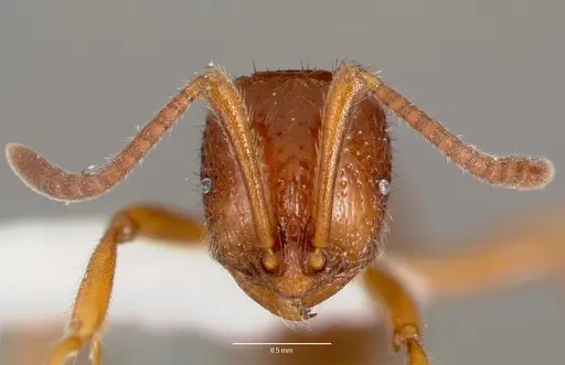Proceratium avium specimen CASENT0003316 image casent0003316_2