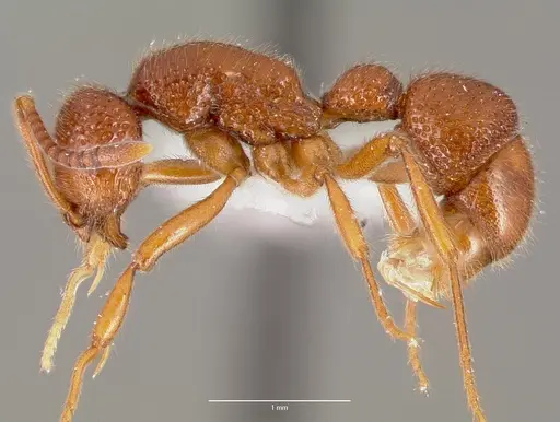 Proceratium avium specimen CASENT0003316 image casent0003316_3