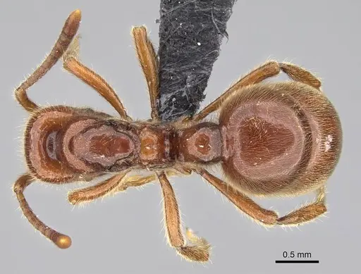 Proceratium avium specimen CASENT0059012 image casent0059012_1