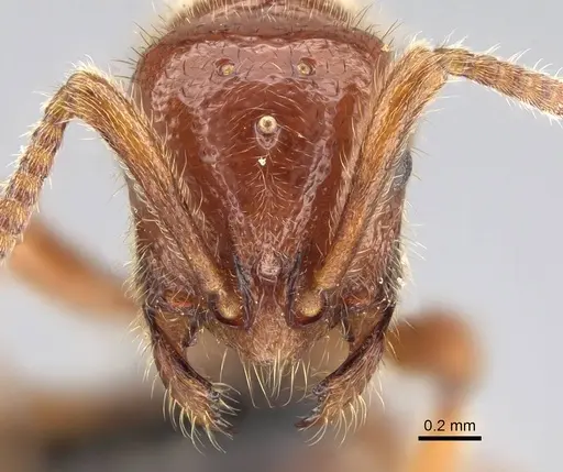 Proceratium avium specimen CASENT0059012 image casent0059012_2