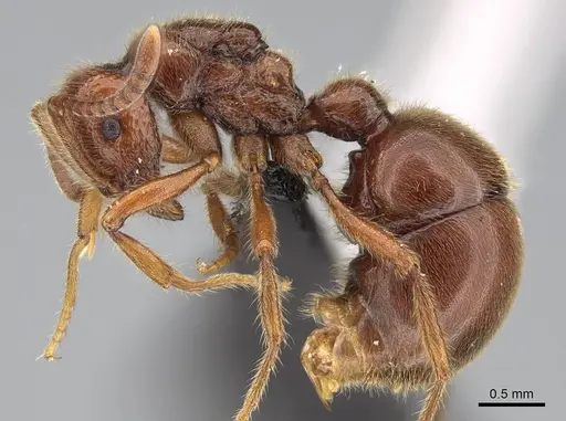 Proceratium avium specimen CASENT0059012 image casent0059012_3