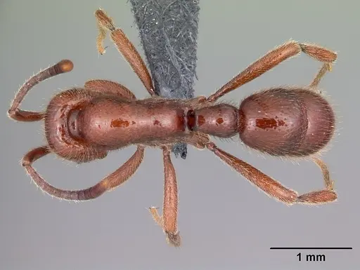 Proceratium avium specimen CASENT0059014 image casent0059014_1