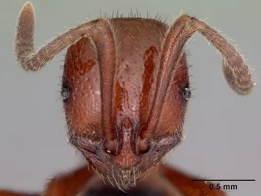 Proceratium avium specimen CASENT0059014 image casent0059014_3
