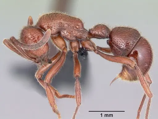 Proceratium avium specimen CASENT0059014 image casent0059014_4