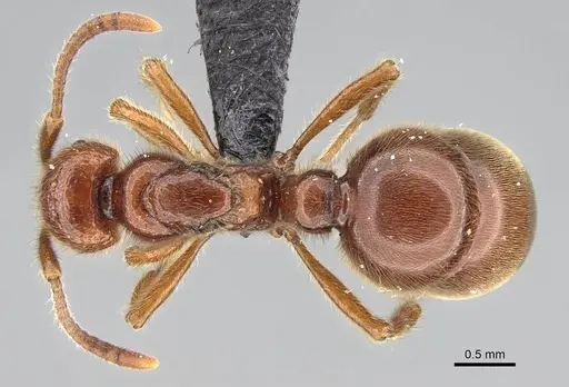 Proceratium avium specimen CASENT0059019 image casent0059019_1