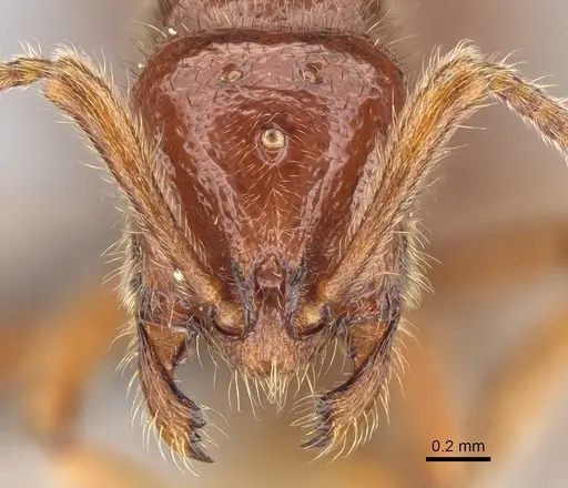 Proceratium avium specimen CASENT0059019 image casent0059019_2