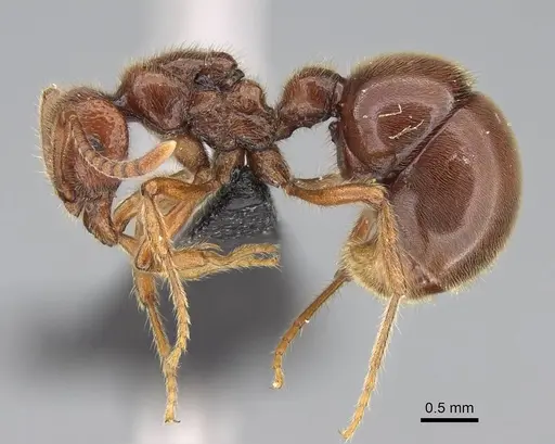 Proceratium avium specimen CASENT0059019 image casent0059019_3