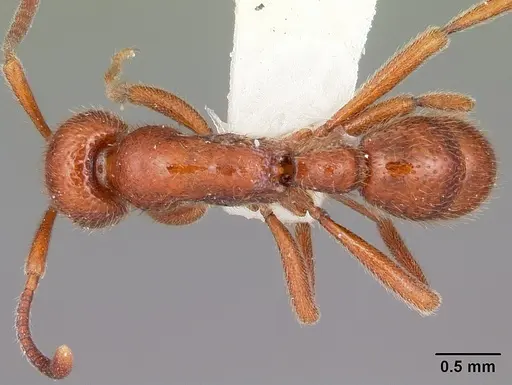 Proceratium avium specimen CASENT0101676 image casent0101676_1