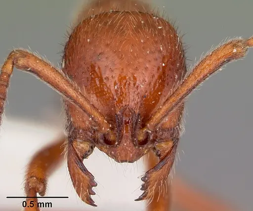 Proceratium avium specimen CASENT0101676 image casent0101676_2