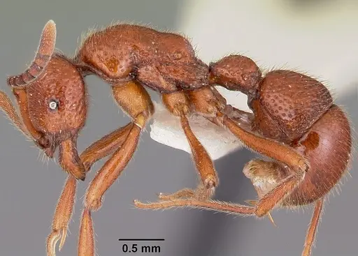 Proceratium avium specimen CASENT0101676 image casent0101676_3