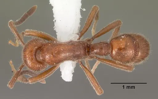 Proceratium avium specimen CASENT0102214 image casent0102214_1