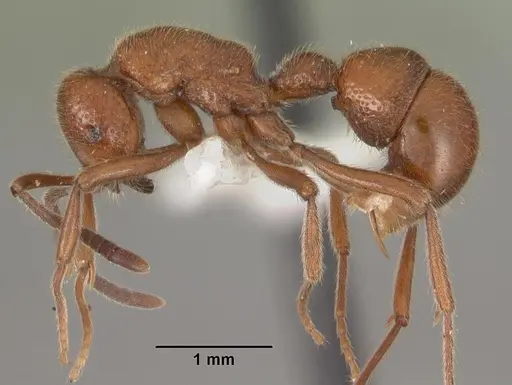 Proceratium avium specimen CASENT0102214 image casent0102214_3