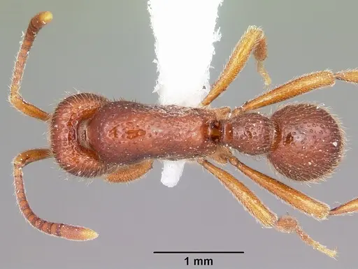 Proceratium avium specimen MCZTYPE32216 image mcztype32216_1