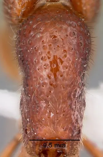 Proceratium avium specimen MCZTYPE32216 image mcztype32216_2