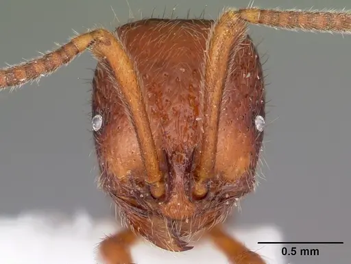 Proceratium avium specimen MCZTYPE32216 image mcztype32216_3