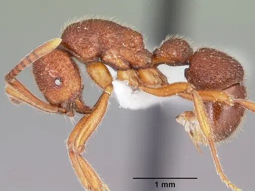 Proceratium avium specimen MCZTYPE32216 image mcztype32216_4