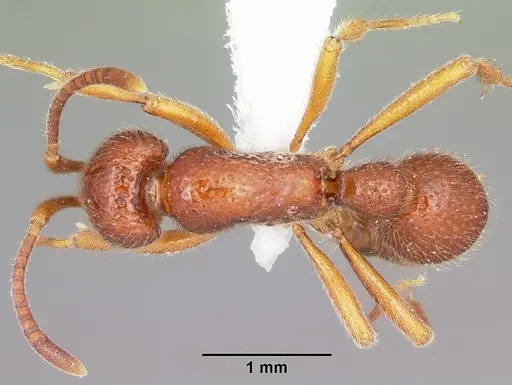 Proceratium avium specimen MCZTYPE35017 image mcztype35017_1