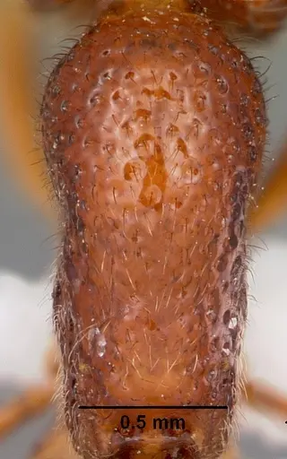 Proceratium avium specimen MCZTYPE35017 image mcztype35017_2