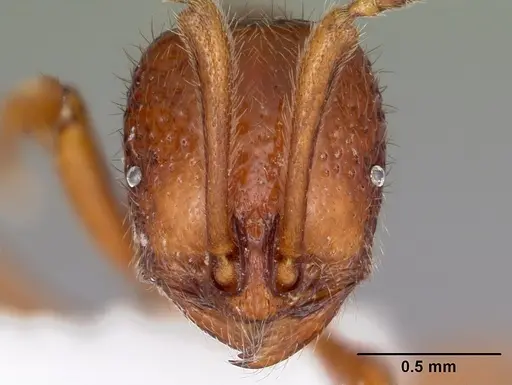 Proceratium avium specimen MCZTYPE35017 image mcztype35017_3