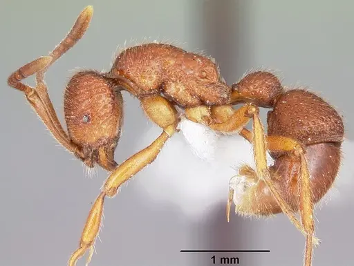 Proceratium avium specimen MCZTYPE35017 image mcztype35017_4