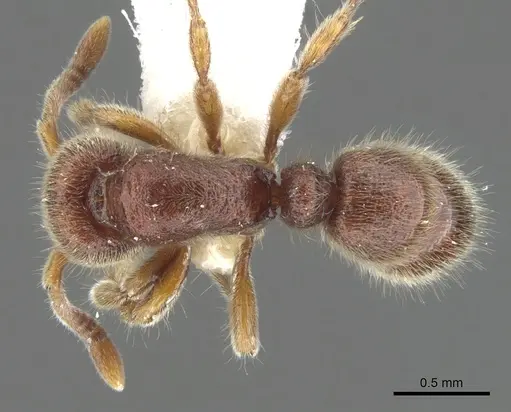 Proceratium banjaranense specimen CASENT0902418 image casent0902418_1