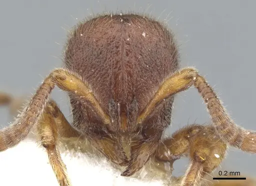 Proceratium banjaranense specimen CASENT0902418 image casent0902418_2