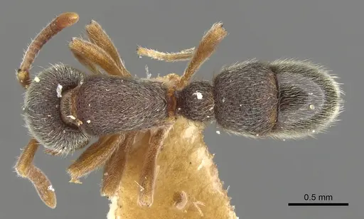 Proceratium boltoni specimen CASENT0902424 image casent0902424_1