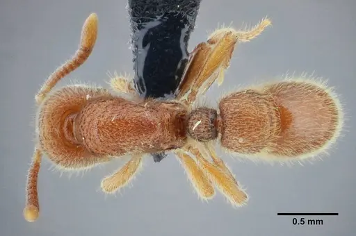 Proceratium brasiliense specimen UFV-LABECOL-000053 image ufv-labecol-000053_1