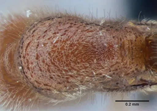 Proceratium brasiliense specimen UFV-LABECOL-000053 image ufv-labecol-000053_2