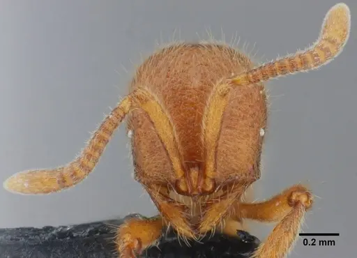 Proceratium brasiliense specimen UFV-LABECOL-000053 image ufv-labecol-000053_3
