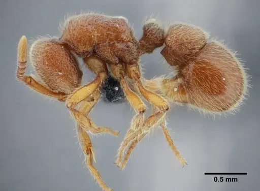 Proceratium brasiliense specimen UFV-LABECOL-000053 image ufv-labecol-000053_4