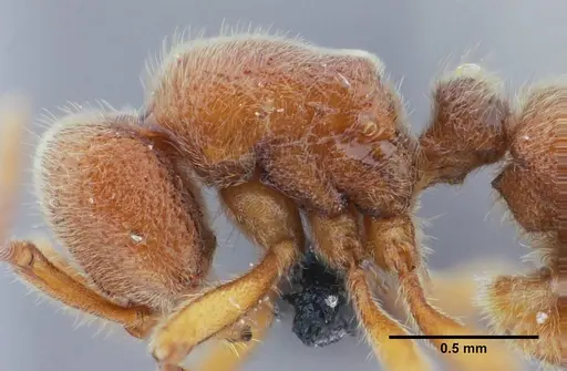 Proceratium brasiliense specimen UFV-LABECOL-000053 image ufv-labecol-000053_5
