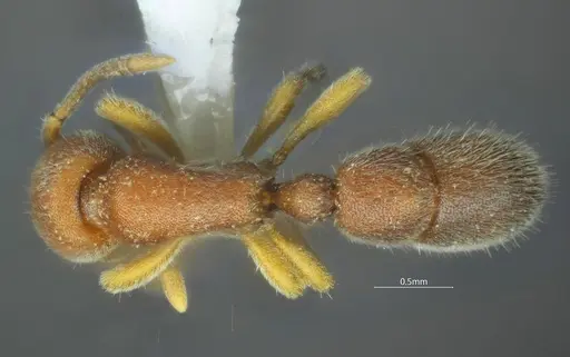 Proceratium bruelheidei specimen CASENT0790023 image casent0790023_1