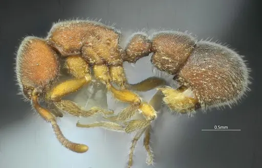 Proceratium bruelheidei specimen CASENT0790023 image casent0790023_4