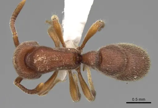 Proceratium bruelheidei specimen CASENT0790028 image casent0790028_1
