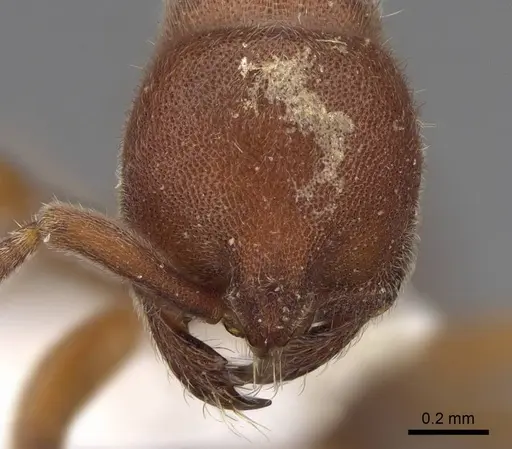 Proceratium bruelheidei specimen CASENT0790028 image casent0790028_2