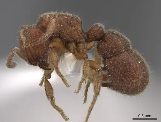 Proceratium bruelheidei specimen CASENT0790028 image casent0790028_3