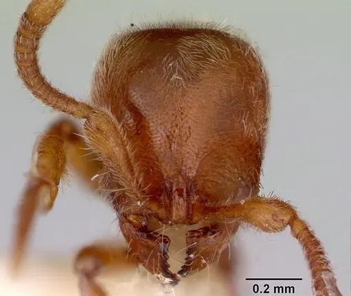 Proceratium caledonicum specimen CASENT0172099 image casent0172099_2