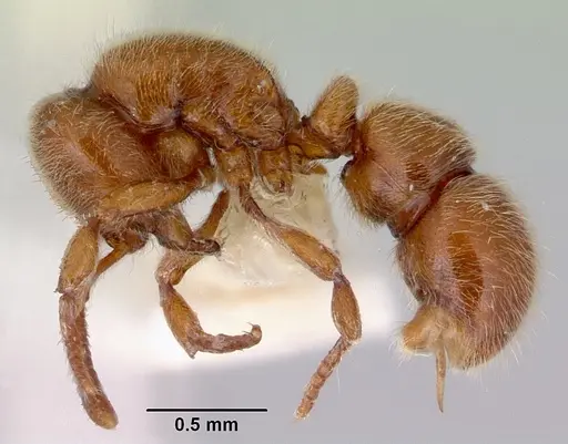 Proceratium caledonicum specimen CASENT0172099 image casent0172099_3