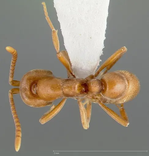 Proceratium californicum specimen CASENT0005439 image casent0005439_1