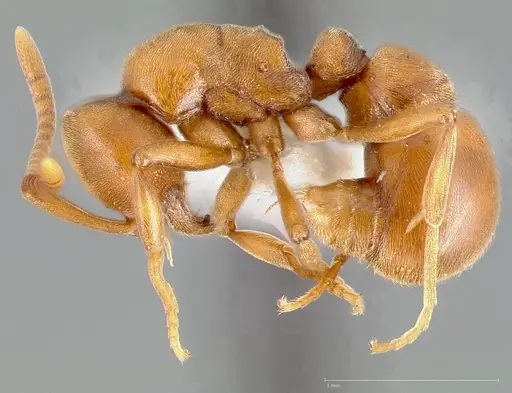Proceratium californicum specimen CASENT0005439 image casent0005439_3