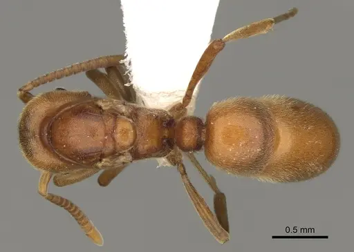 Proceratium californicum specimen CASENT0100160 image casent0100160_1