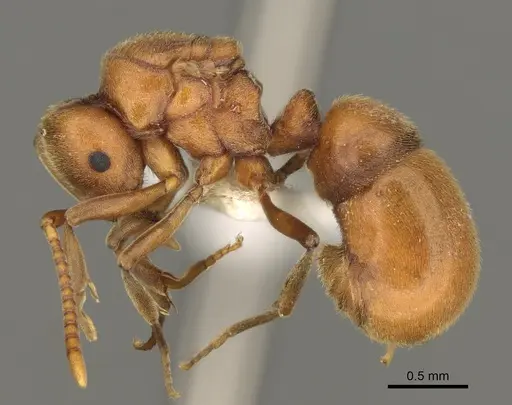 Proceratium californicum specimen CASENT0100160 image casent0100160_3