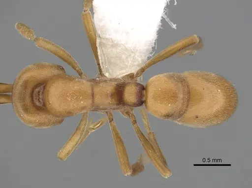 Proceratium californicum specimen CASENT0249260 image casent0249260_1