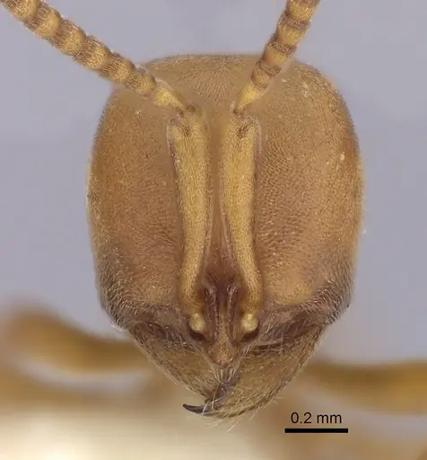 Proceratium californicum specimen CASENT0249260 image casent0249260_2