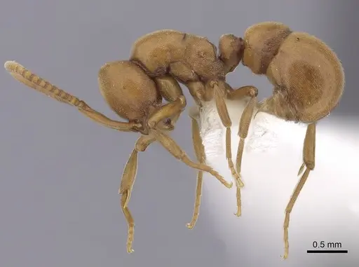 Proceratium californicum specimen CASENT0249260 image casent0249260_3