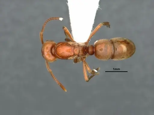 Proceratium californicum specimen CASENT0844693 image casent0844693_1