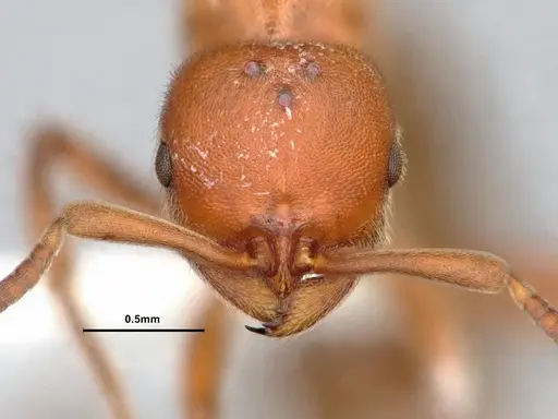 Proceratium californicum specimen CASENT0844693 image casent0844693_2