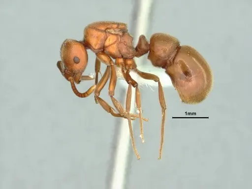 Proceratium californicum specimen CASENT0844693 image casent0844693_3